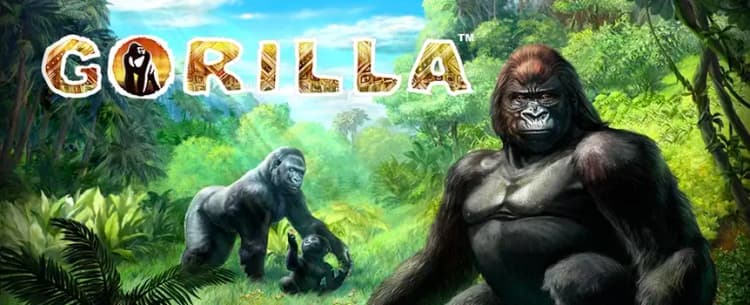 Gorilla